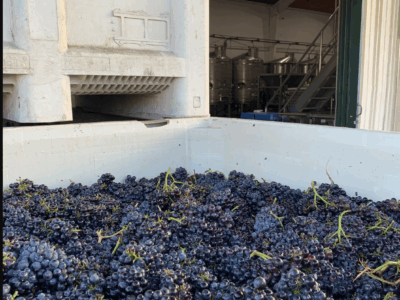 Traditional Method Sparkling Wine - Blanc de Noir